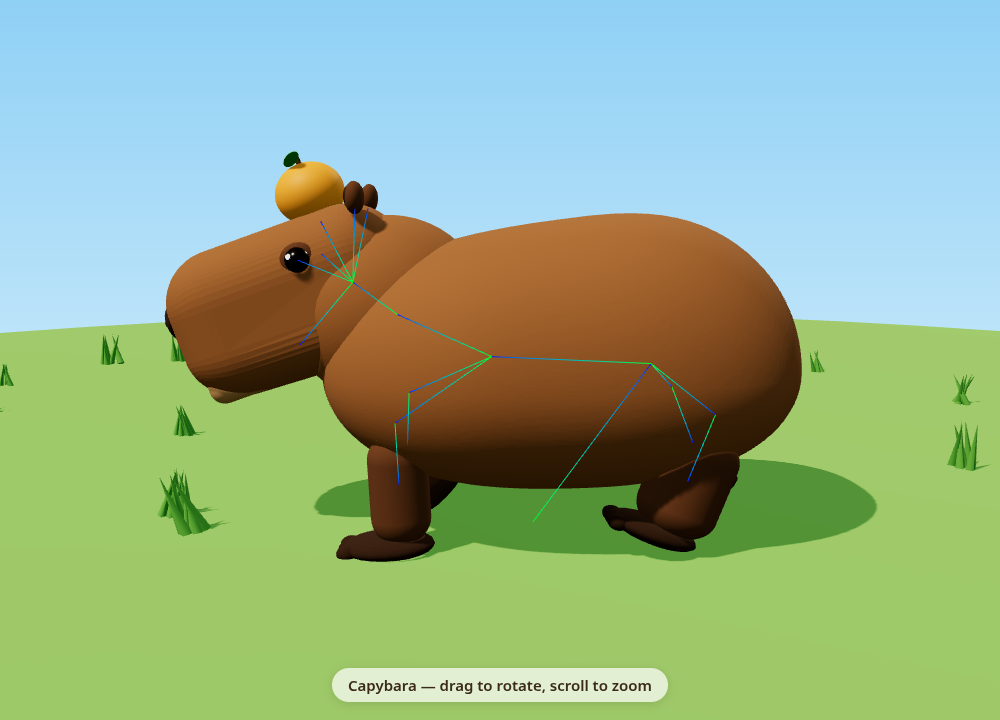 Capybara 19-bone skeleton